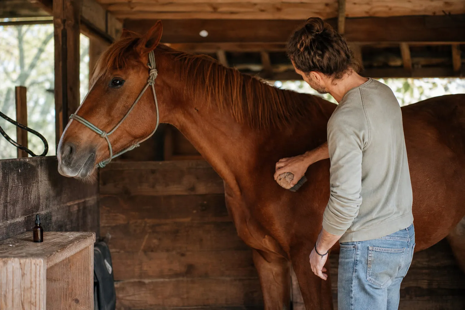 Un cheval alezan dans une écurie en bois, brossé par un homme