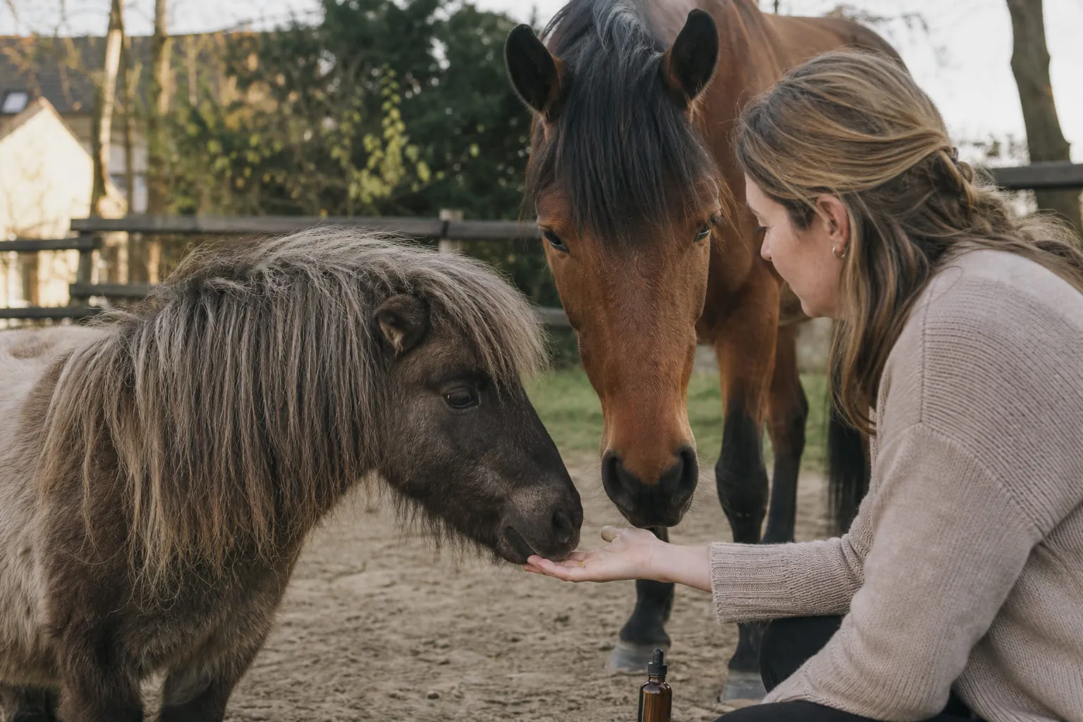 Un poney shetland et un cheval dans un paddock, une cavalière à côté
