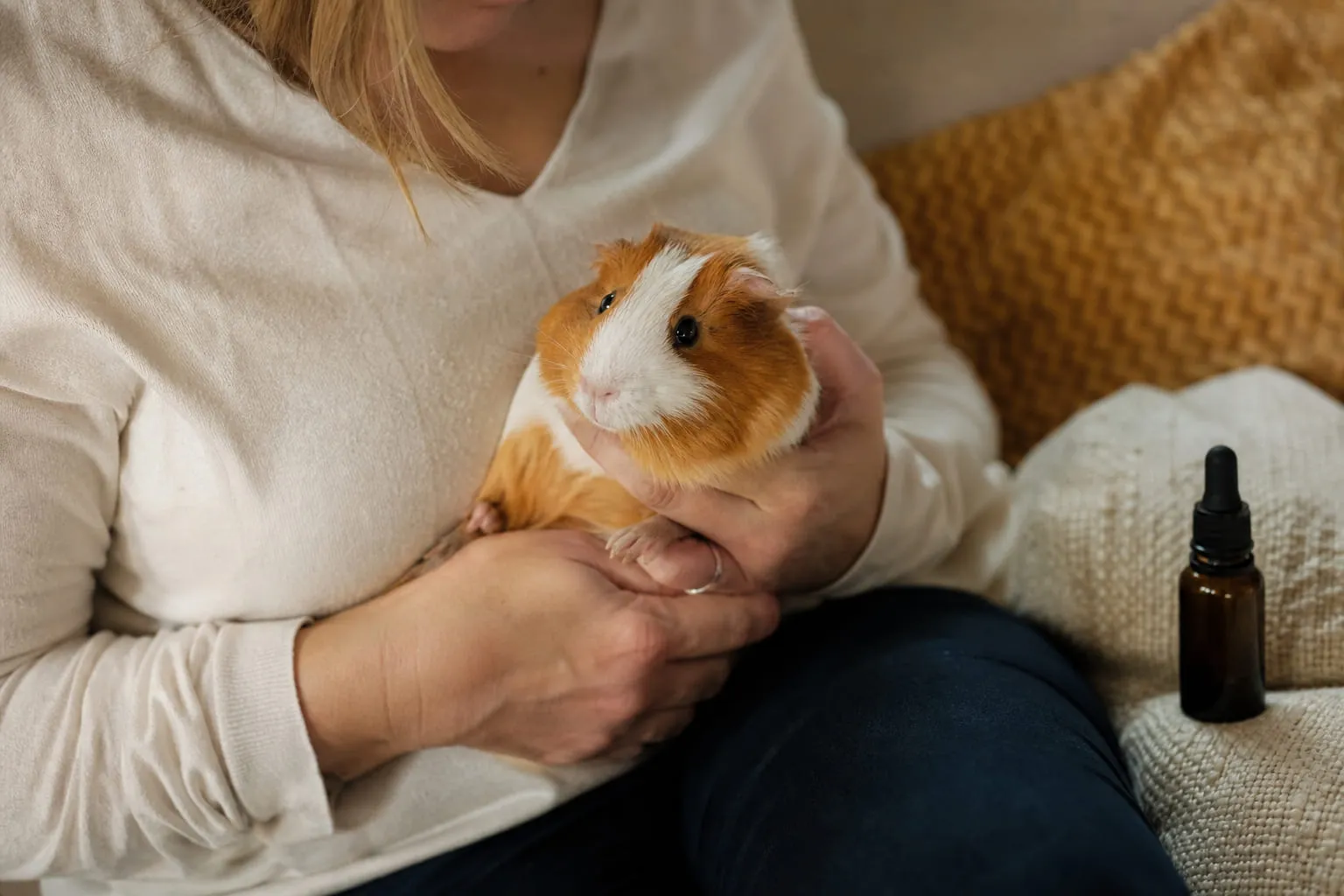 Un cochon d'Inde roux et blanc dans les mains d'une femme assise