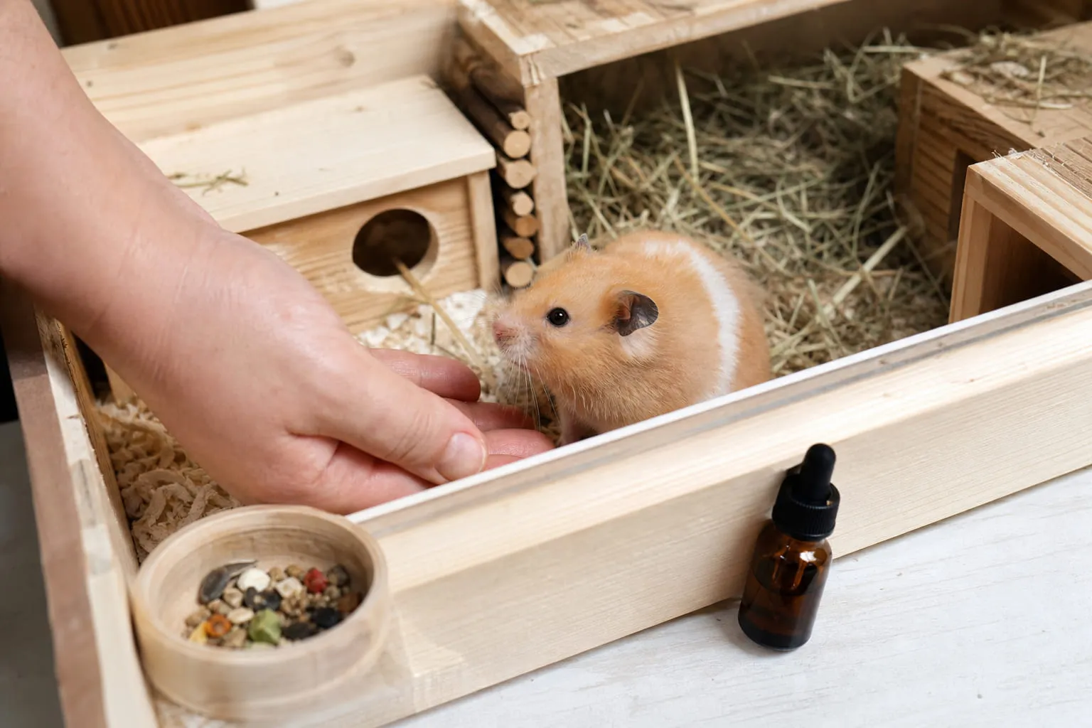 Un hamster doré dans un habitat en bois, une main à proximité