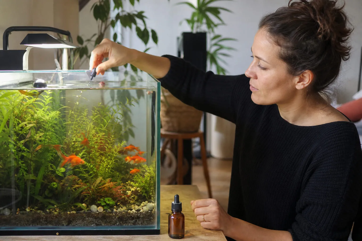 Aquarium d'eau douce planté avec des poissons, observé par une personne