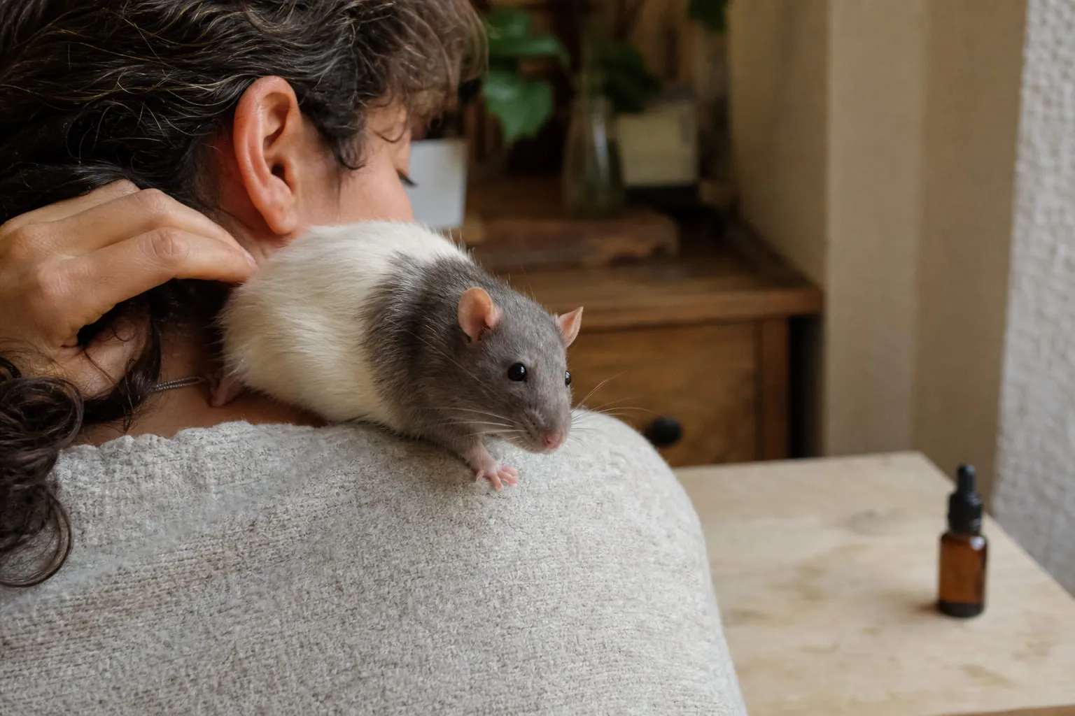 Un rat domestique gris et blanc sur l'épaule de son propriétaire