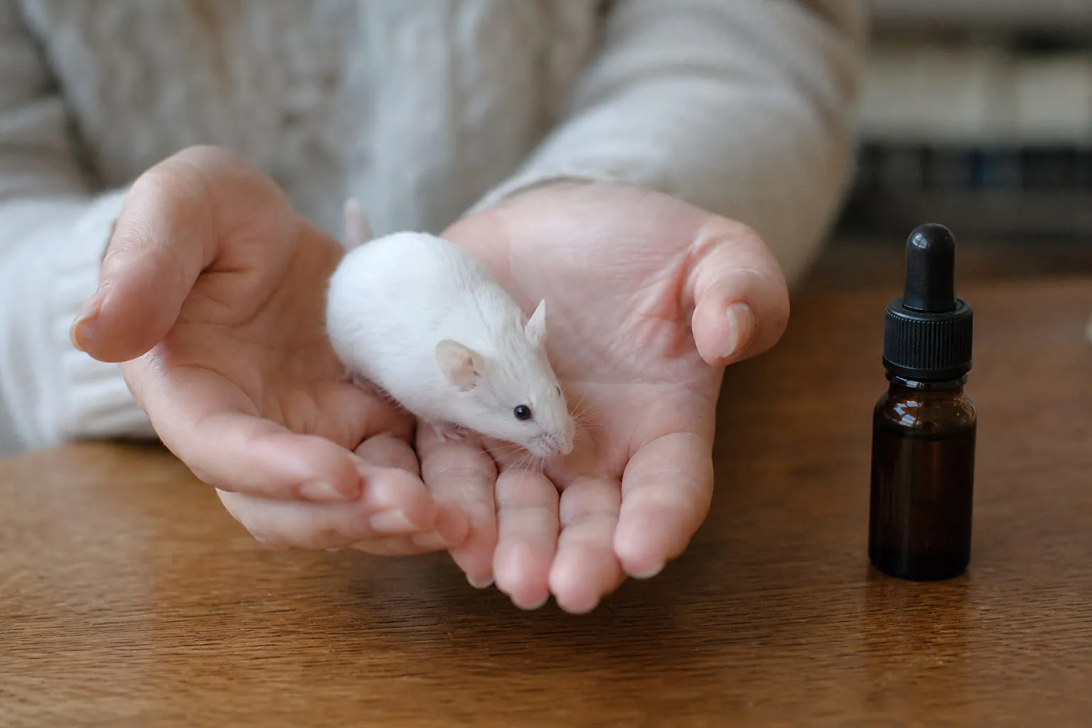 Une souris blanche domestique dans des mains ouvertes