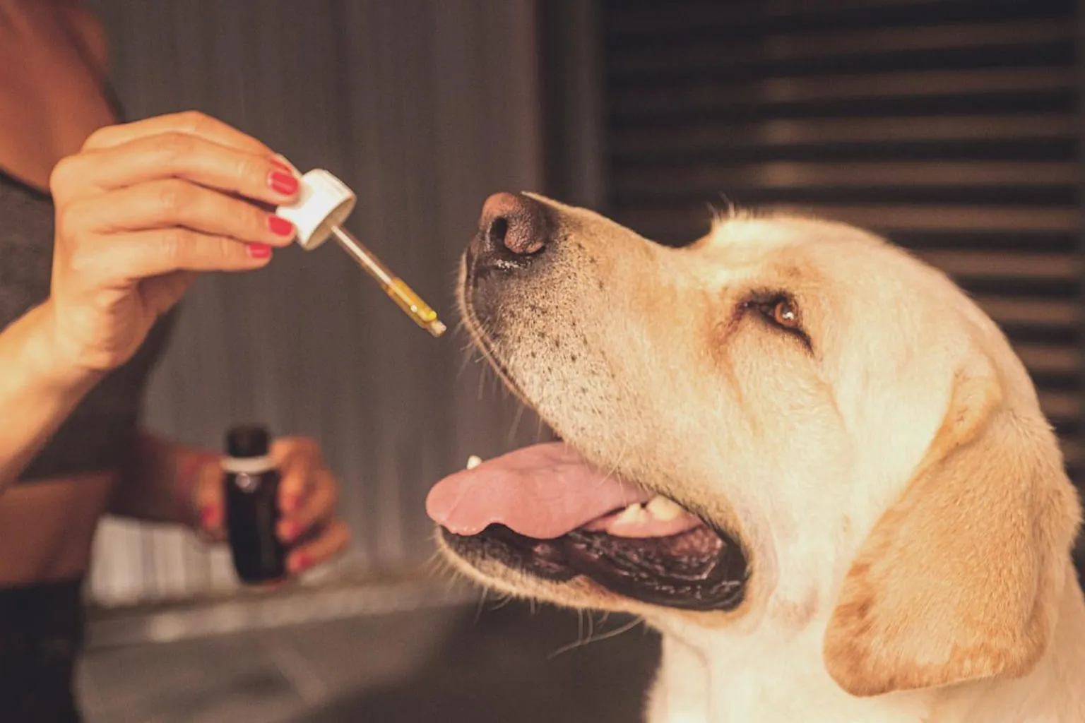 Un vétérinaire examinant un chien sur une table de consultation