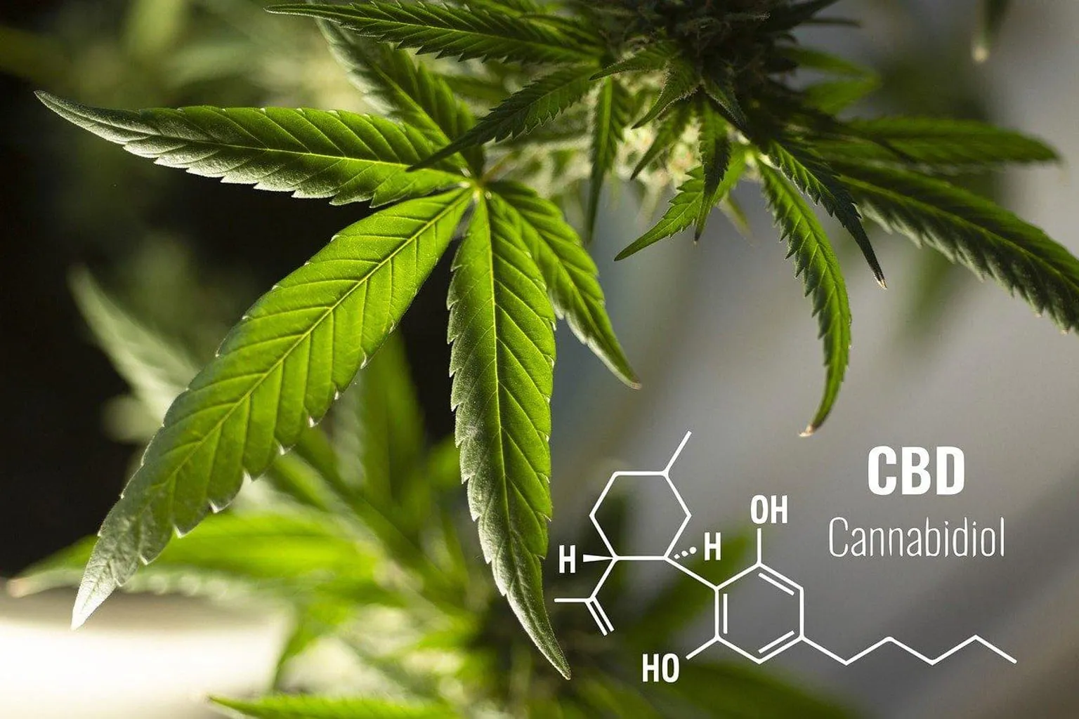 Cristaux de CBD blancs dans un petit récipient en verre